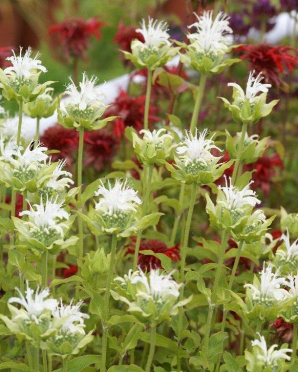 Monarda Schneewitchen