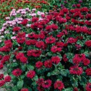 Monarda Fireball®