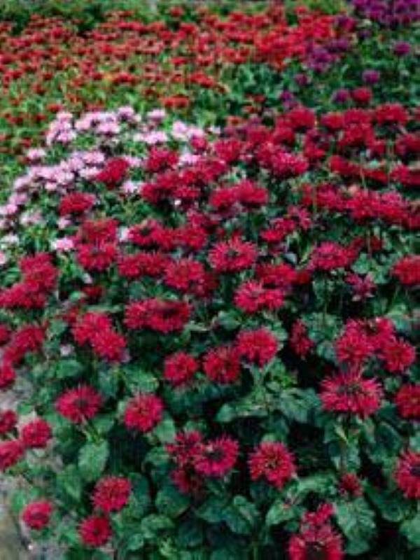 Monarda Fireball®