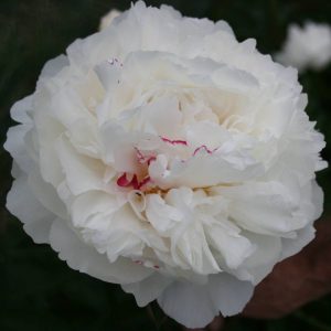 Paeonia  Mons. Dupont