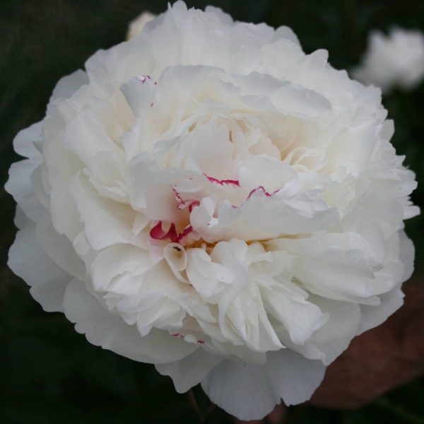 Paeonia  Mons. Dupont