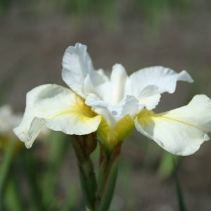 Iris sibirica Moon Silk