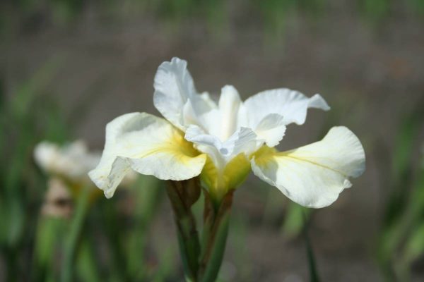 Iris sibirica Moon Silk