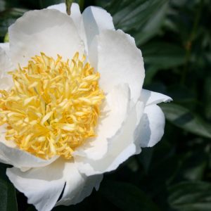 Paeonia  Moon of Nippon