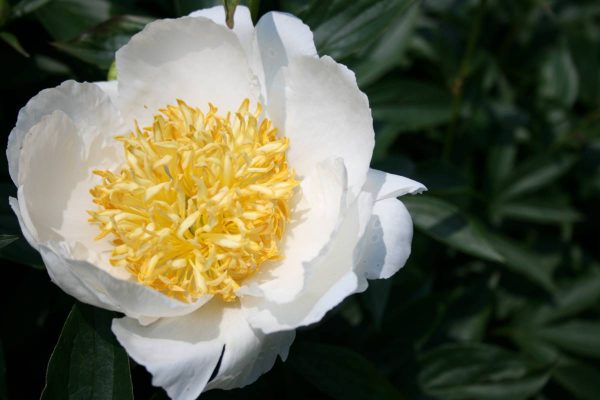 Paeonia  Moon of Nippon