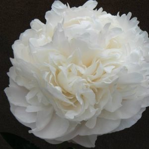 Paeonia  Moon over Barrington