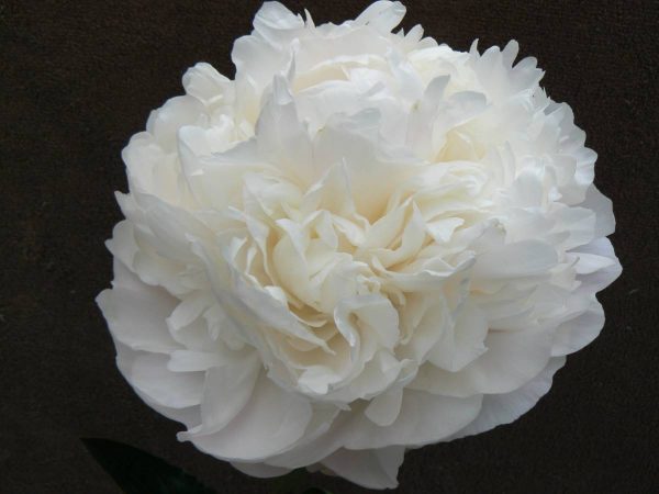 Paeonia  Moon over Barrington