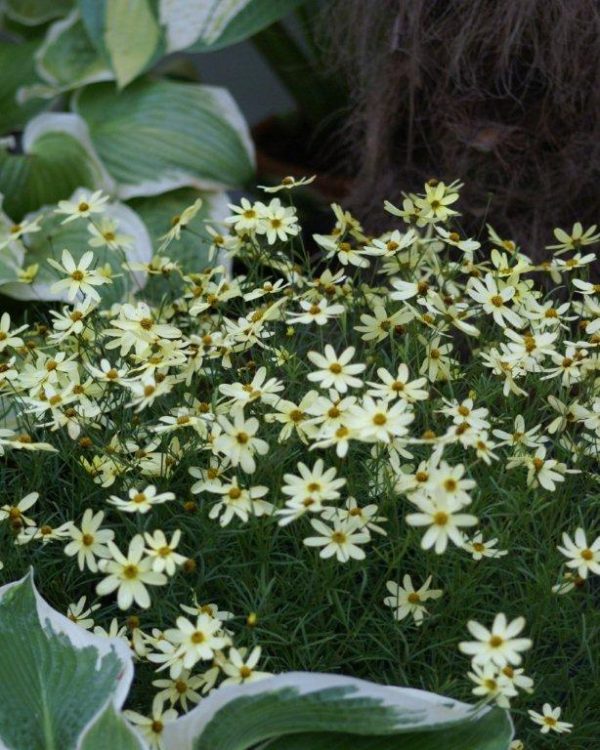 Coreopsis verticilata Moonbeam