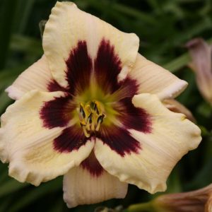 Hemerocallis Moonlit Masquerade