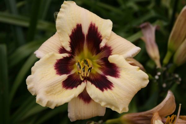 Hemerocallis Moonlit Masquerade