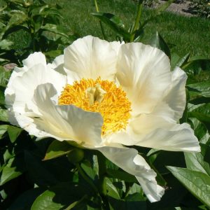 Paeonia  Moonrise