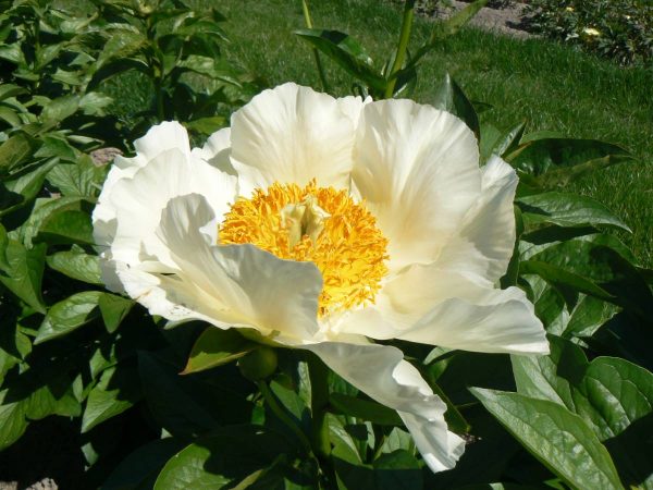 Paeonia  Moonrise