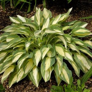 Hosta Moonstruck®