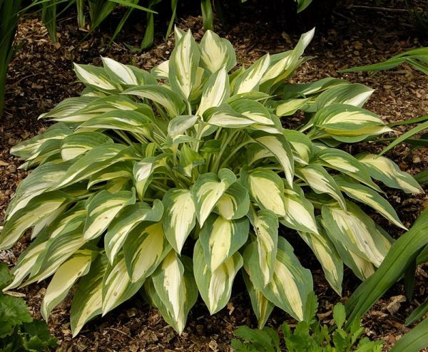 Hosta Moonstruck®