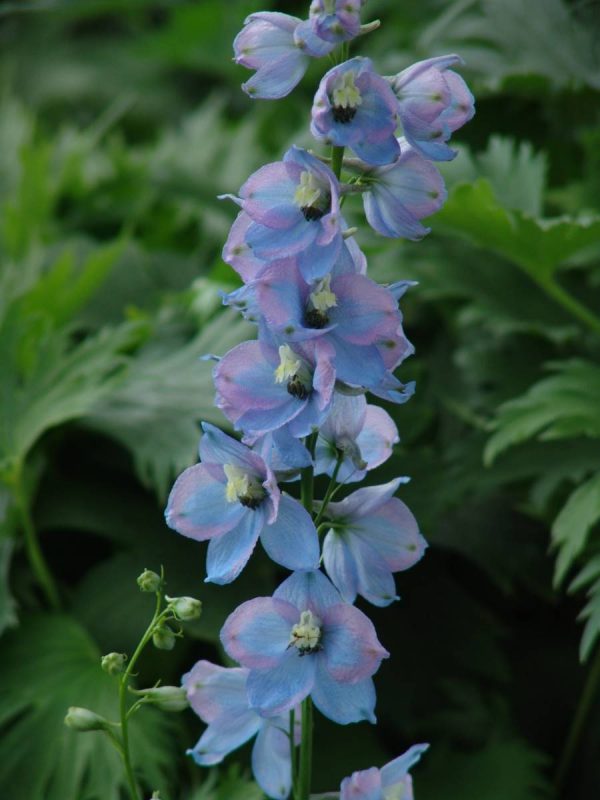 Delphinium elatum Morgentau