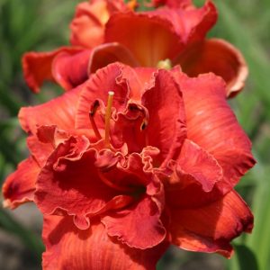Hemerocallis Moses Fire