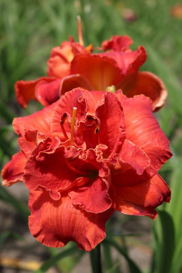 Hemerocallis Moses Fire