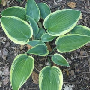 Hosta Mourning Dove®