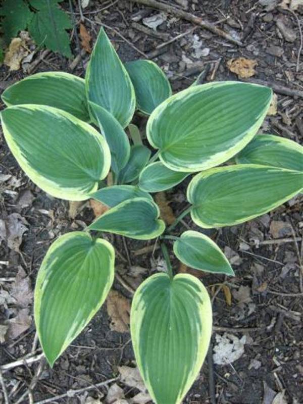 Hosta Mourning Dove®