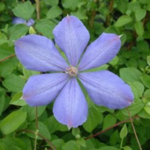 Clematis Mrs, Cholmondeley