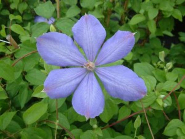 Clematis Mrs, Cholmondeley