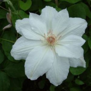 Clematis Mrs, George Jackman