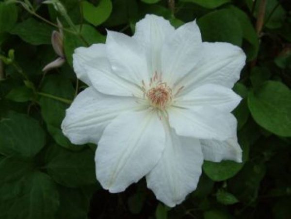 Clematis Mrs, George Jackman