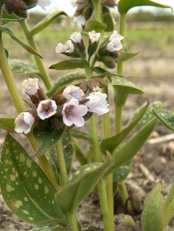 Pulmonaria Mrs. Kittle