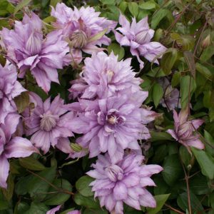 Clematis Mrs, Spencer Castle