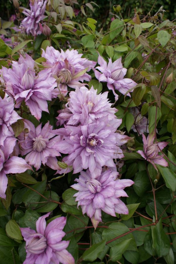 Clematis Mrs, Spencer Castle