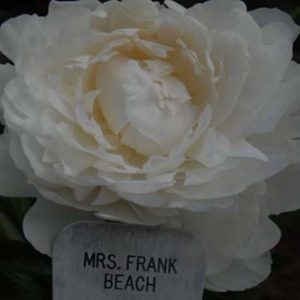 Paeonia  Mrs. Frank Beach