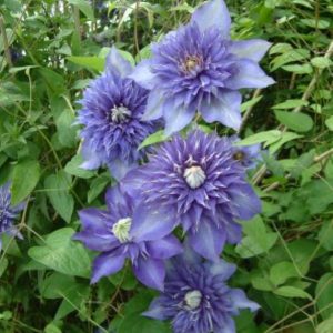 Clematis Multi Blue