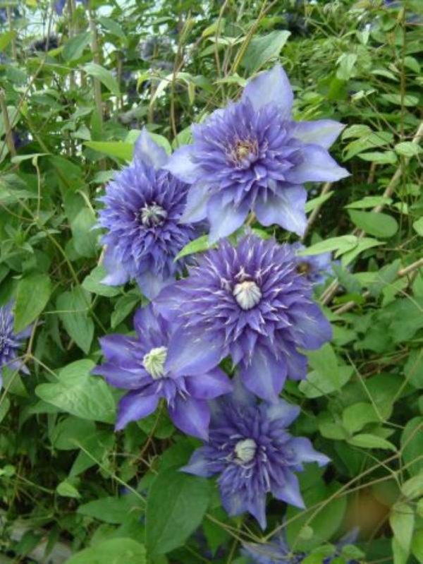 Clematis Multi Blue