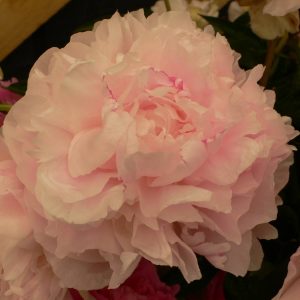 Paeonia  My Love