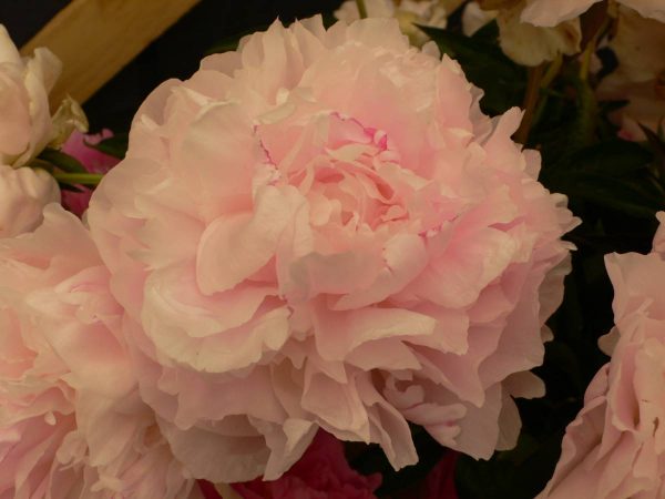 Paeonia  My Love