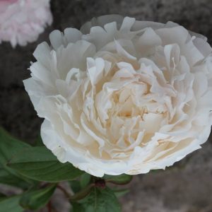 Paeonia  Myrtle Gentry