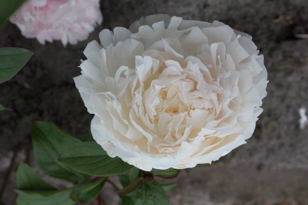 Paeonia  Myrtle Gentry