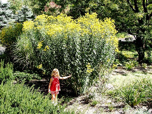 Coreopsis