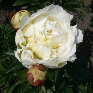 Paeonia  Nebraska