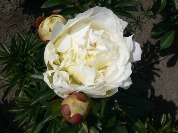 Paeonia  Nebraska