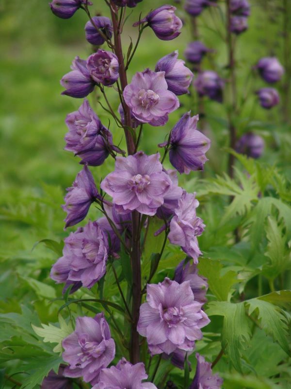 Delphinium elatum Ned Rose