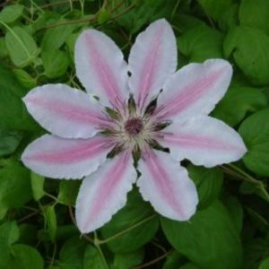 Clematis Nelly Moser