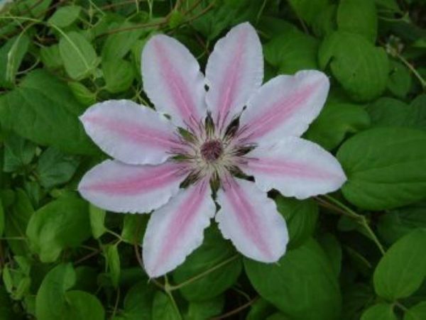 Clematis Nelly Moser