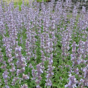 Nepeta Faas. Gletschereis resize