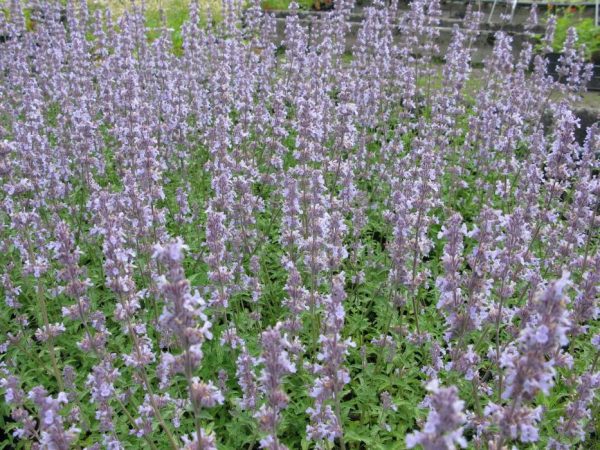 Nepeta Faas. Gletschereis resize