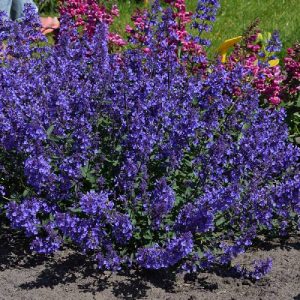 Nepeta faassenii Junior Walker®