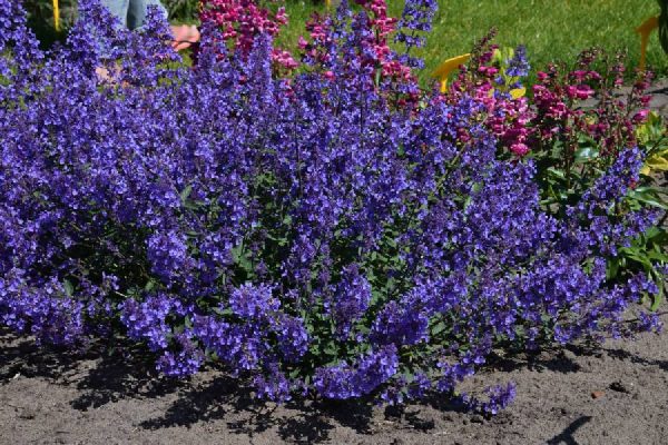 Nepeta faassenii Junior Walker®
