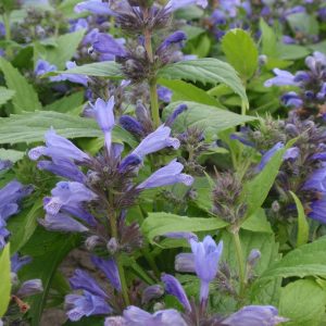 Nepeta subsessilis Washfield