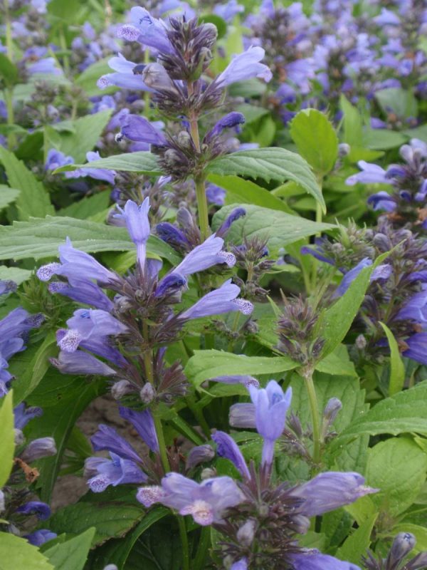 Nepeta subsessilis Washfield