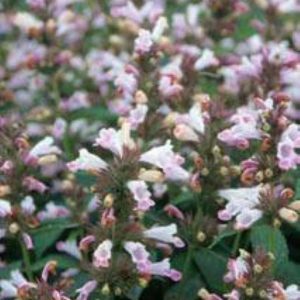 Nepeta subsessilis Candy Cat
